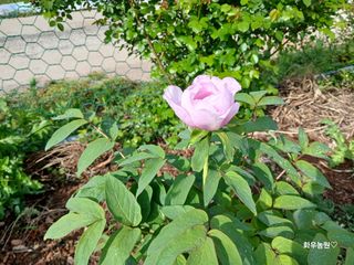 화우농원님의 자유주제 · 자유게시판 작성글 사진