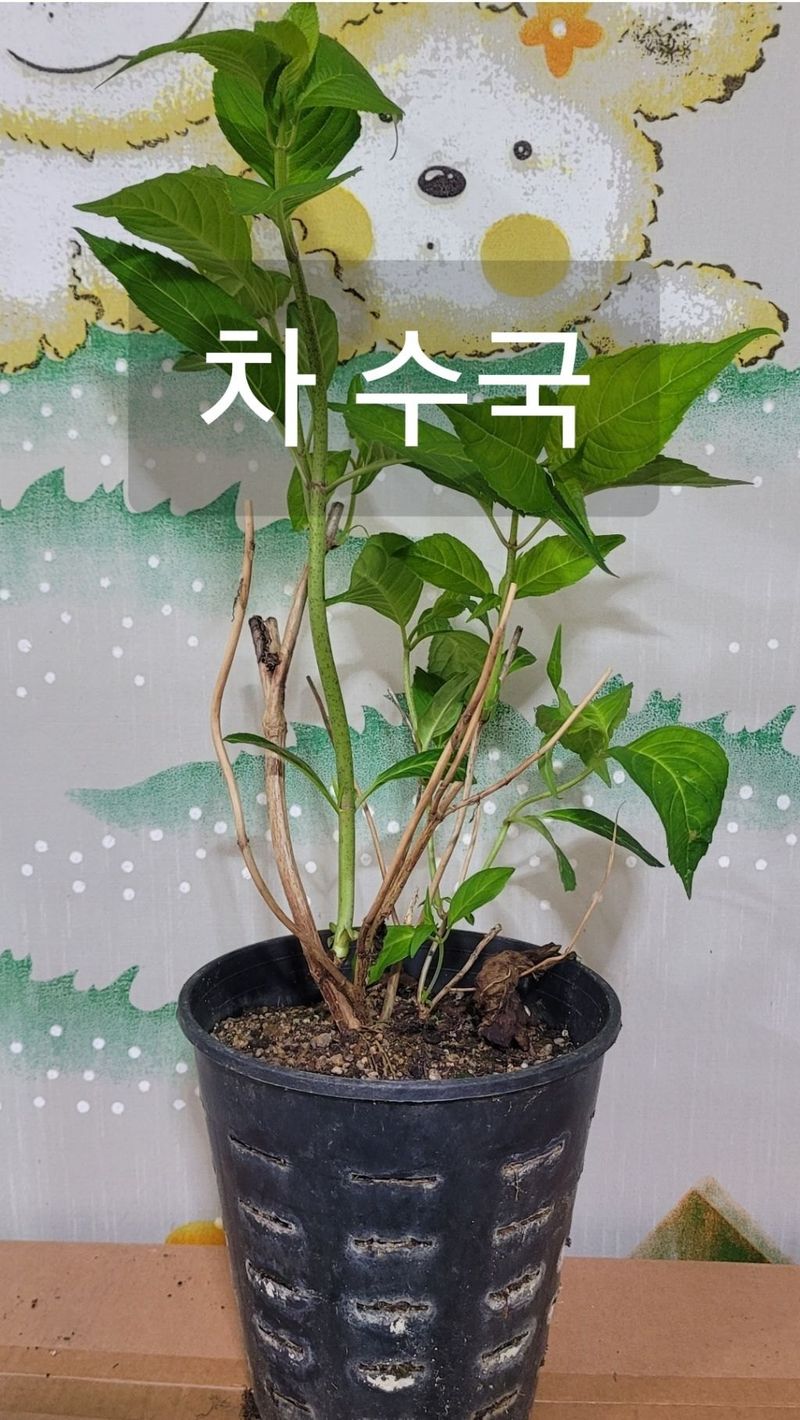 사랑꽃농장님의 장터 판매 상품 [컬러플 칵테일 수국1주] 첨부 사진