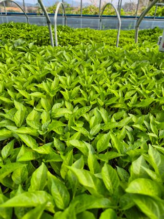 김영진(전남영광)님의 자유주제 · 자유게시판 작성글 사진