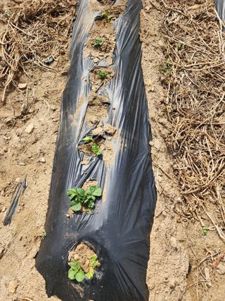 회사원&초보농사꾼님의 자유주제 · 자유게시판 작성글 사진