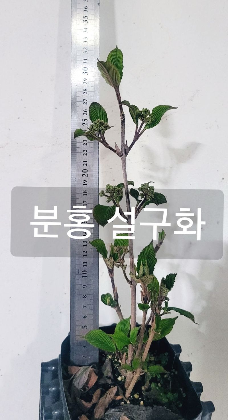 사랑꽃농장님의 장터 판매 상품 [컬러플 칵테일 수국1주] 첨부 사진