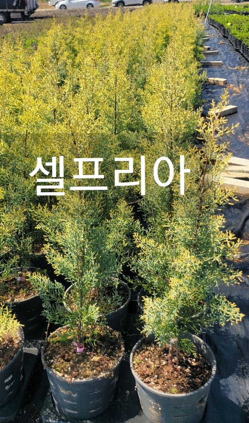 사랑꽃농장님의 장터 판매 상품 [컬러플 칵테일 수국1주] 첨부 사진