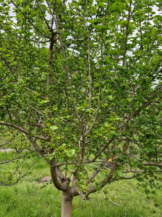 매실향기차향기님의 자유주제 · 자유게시판 작성글 사진