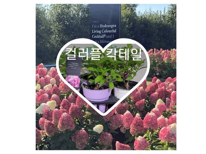장터 상품 [컬러플 칵테일 수국1주] 썸네일