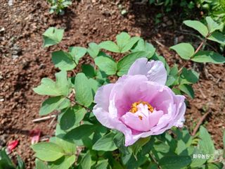 화우농원님의 자유주제 · 자유게시판 작성글 사진