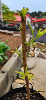 김명숙님의 자유주제·자유게시판 작성글 사진