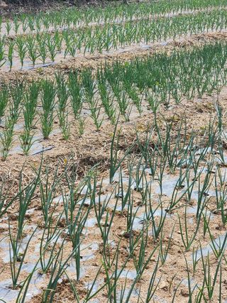 회사원&초보농사꾼님의 자유주제 · 자유게시판 작성글 사진