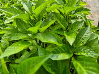 김영진(전남영광)님의 자유주제 · 자유게시판 작성글 사진