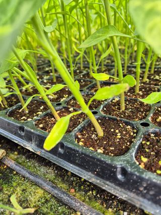김영진(전남영광)님의 자유주제 · 자유게시판 작성글 사진