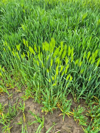 김영진(전남영광)님의 자유주제 · 자유게시판 작성글 사진