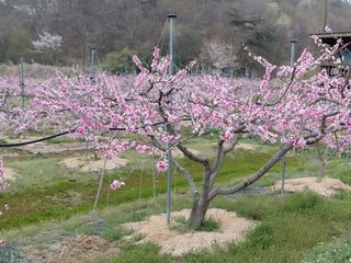 별빛농장지기님의 자유주제 · 자유게시판 작성글 사진