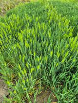 김영진(전남영광)님의 자유주제·자유게시판 작성글 사진