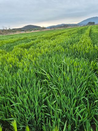 김영진(전남영광)님의 자유주제 · 자유게시판 작성글 사진