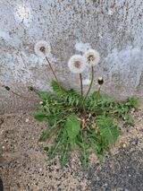 MSG0074님의 자유주제·자유게시판 작성글 사진