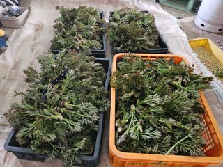 두릅나무5933님의 두릅 · 수확 작성글 사진