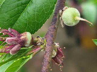 김안식~납작복숭아님의 자유주제 · 자유게시판 작성글 사진
