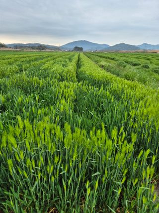김영진(전남영광)님의 자유주제 · 자유게시판 작성글 사진
