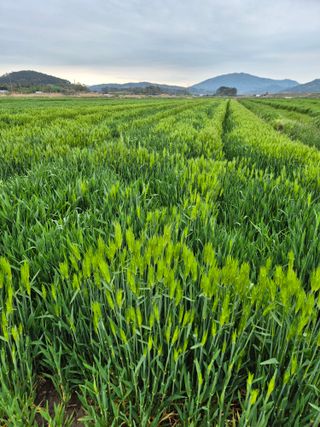 김영진(전남영광)님의 자유주제 · 자유게시판 작성글 사진