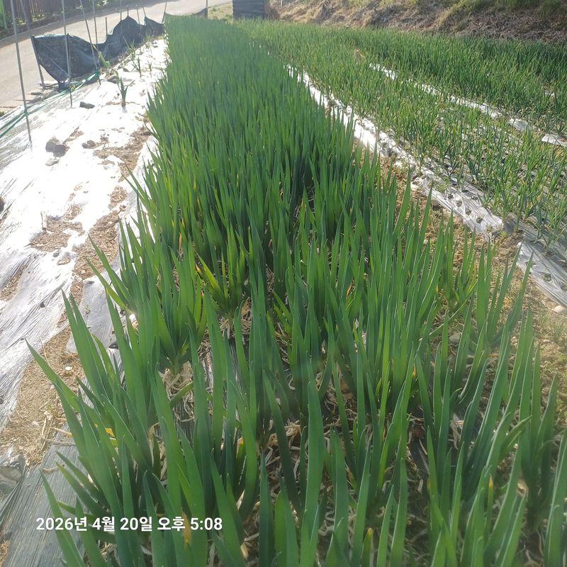 삼성농산님의 장터 판매 상품 [(쎄일마감)요술대파 %10일간%만 쎄일] 첨부 사진