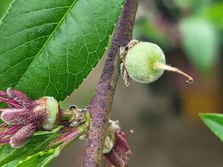 김안식~납작복숭아님의 자유주제 · 자유게시판 작성글 사진