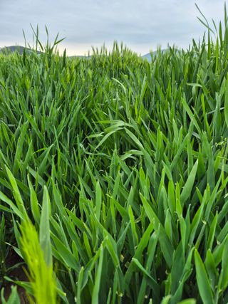 김영진(전남영광)님의 자유주제 · 자유게시판 작성글 사진