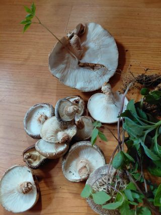 별빛농장지기님의 자유주제 · 자유게시판 작성글 사진