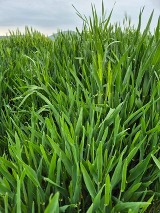 김영진(전남영광)님의 자유주제 · 자유게시판 작성글 사진