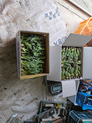 두릅나무5933님의 두릅 · 수확 작성글 사진