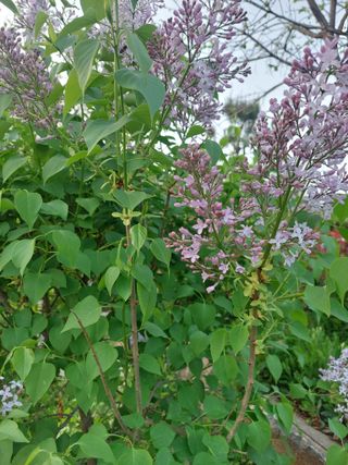 재연농장님의 자유주제 · 자유게시판 작성글 사진