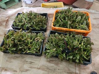 두릅나무5933님의 두릅 · 수확 작성글 사진