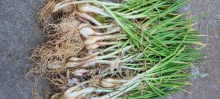 강화초보농부님의 자유주제 · 자유게시판 작성글 사진