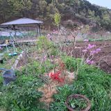 팜모닝 자유주제·자유게시판 게시글 이미지