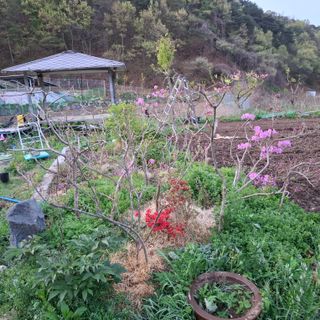 오영도님의 자유주제 · 자유게시판 작성글 사진