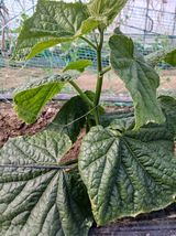 879412님의 농사, 무엇이든 물어보세요!·참여글 작성글 사진