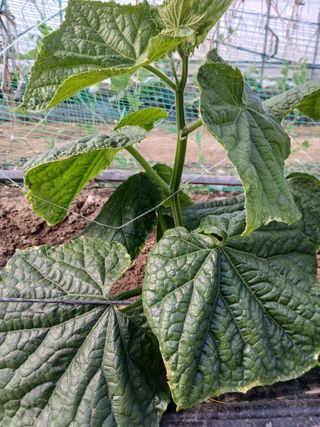 879412님의 농사, 무엇이든 물어보세요! · 참여글 작성글 사진