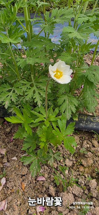 달맛햇복숭아농원님의 자유주제 · 자유게시판 작성글 사진