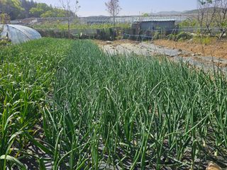 청산거사님의 자유주제 · 자유게시판 작성글 사진