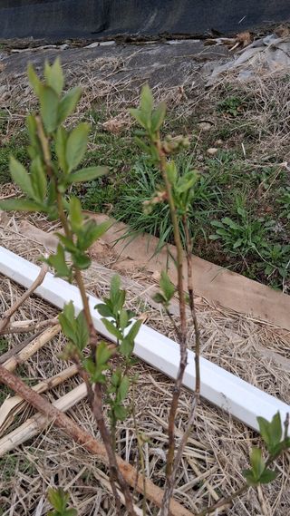 파주초보농사꾼님의 자유주제 · 자유게시판 작성글 사진