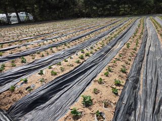 태일농산이정수님의 자유주제 · 자유게시판 작성글 사진