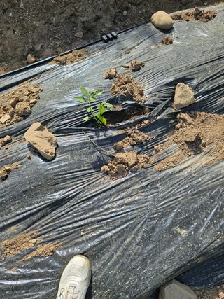 청산거사님의 자유주제 · 자유게시판 작성글 사진