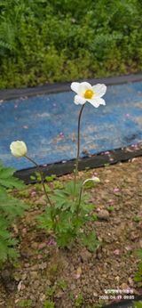 달맛햇복숭아농원님의 자유주제·자유게시판 작성글 사진