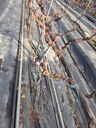 태일농산이정수님의 자유주제 · 자유게시판 작성글 사진