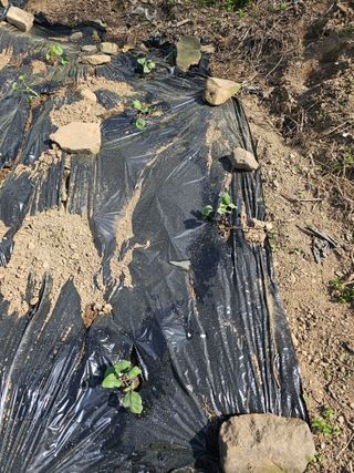 청산거사님의 자유주제 · 자유게시판 작성글 사진