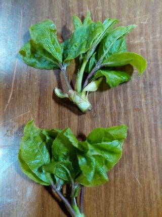 별빛농장지기님의 자유주제 · 자유게시판 작성글 사진