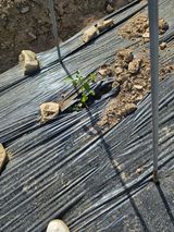 청산거사님의 자유주제·자유게시판 작성글 사진