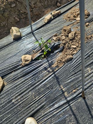 청산거사님의 자유주제 · 자유게시판 작성글 사진