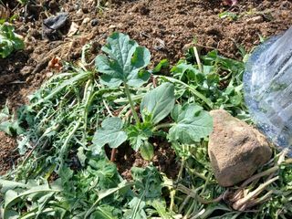 금동이네님의 자유주제 · 자유게시판 작성글 사진