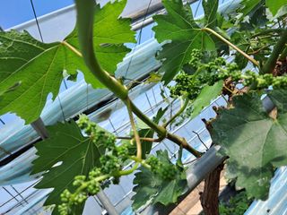 포도님의 자유주제 · 자유게시판 작성글 사진