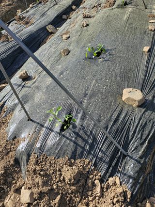 청산거사님의 자유주제 · 자유게시판 작성글 사진