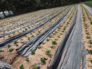 태일농산이정수님의 자유주제 · 자유게시판 작성글 사진